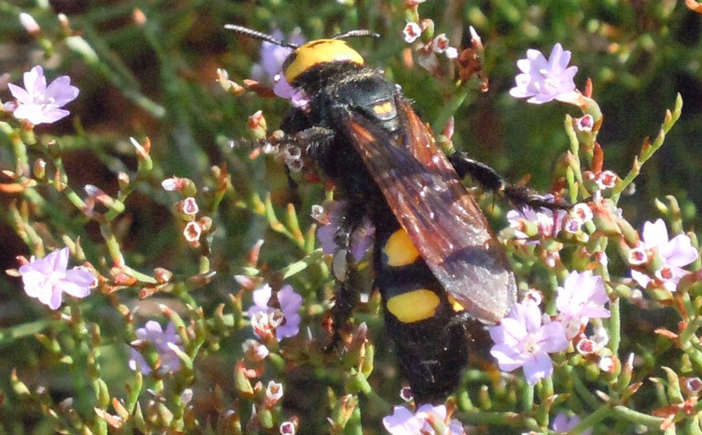 Megascolia maculata flavifrons